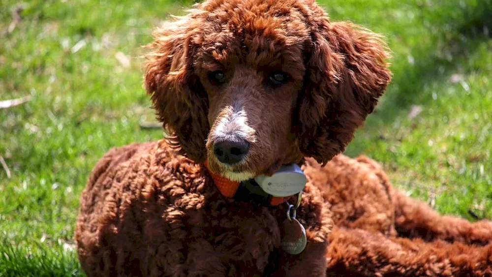 Poodle breed