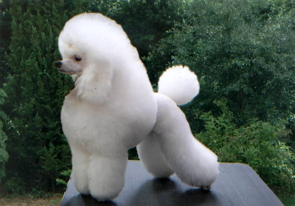 Poodle breed