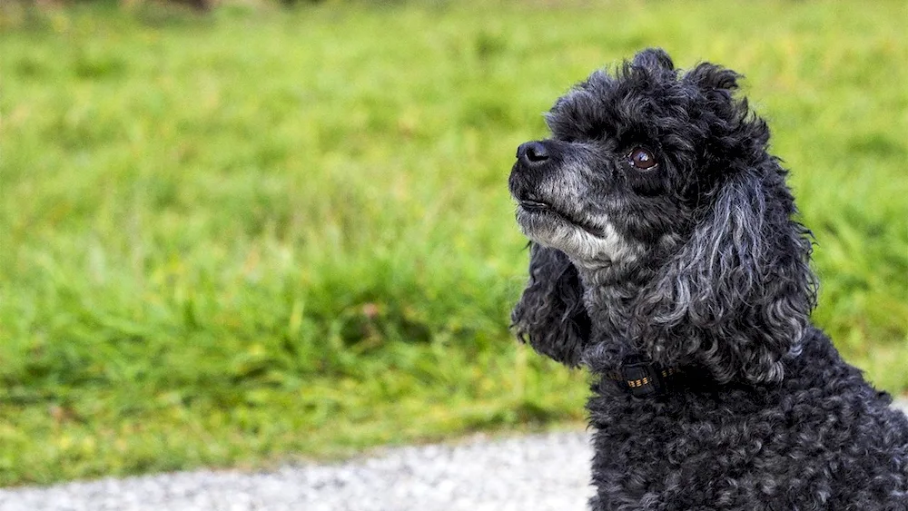 Carlicky poodle curly