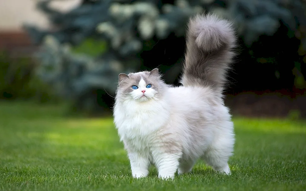 Breed Ragdoll