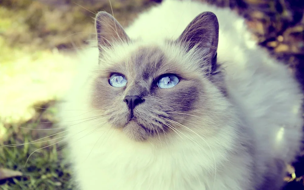 Siamese cat