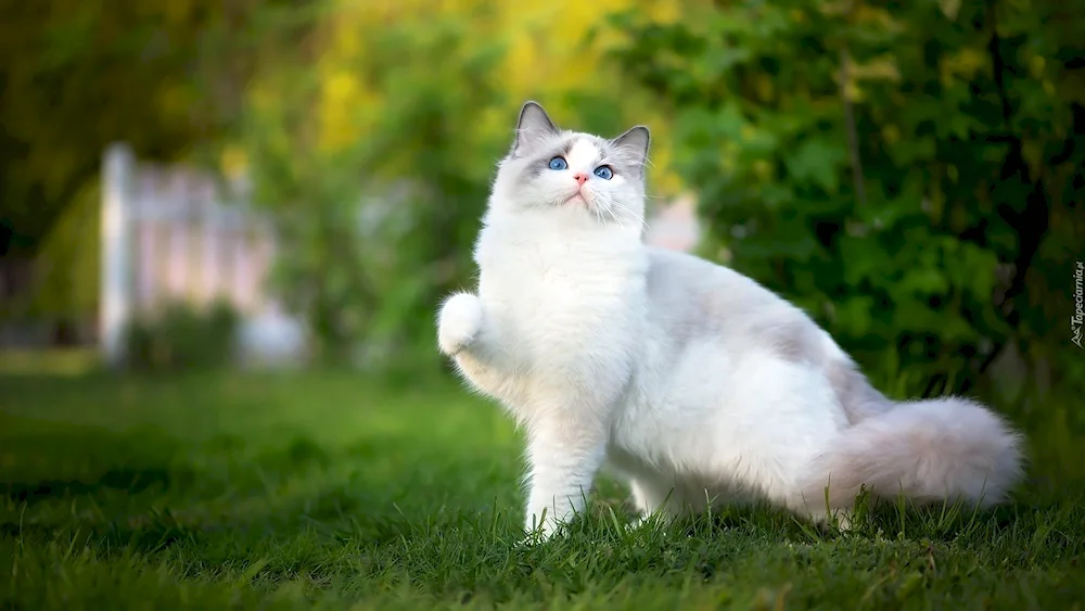 Ragdoll cat breed