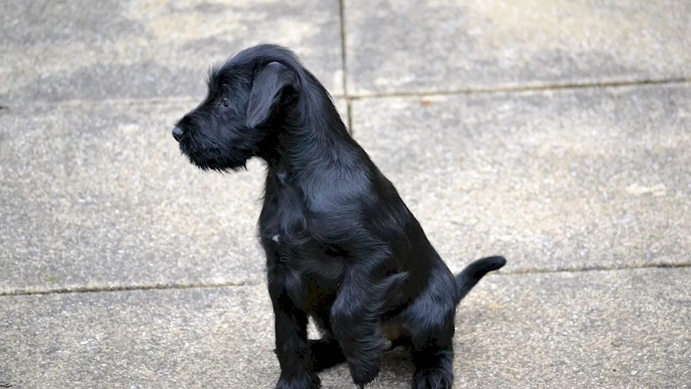 Risenschnauzer breed