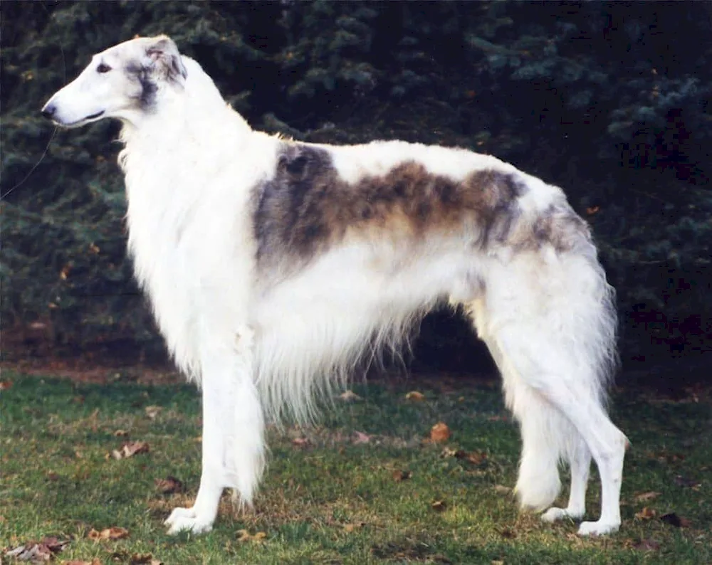 Borzaya saluki