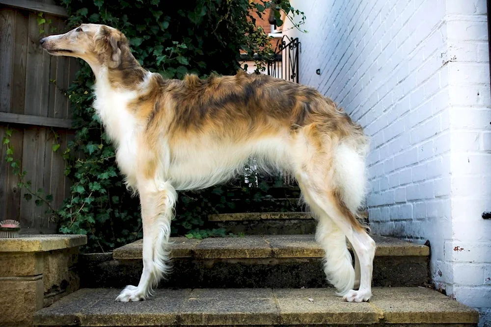 Russian hound greyhound breed