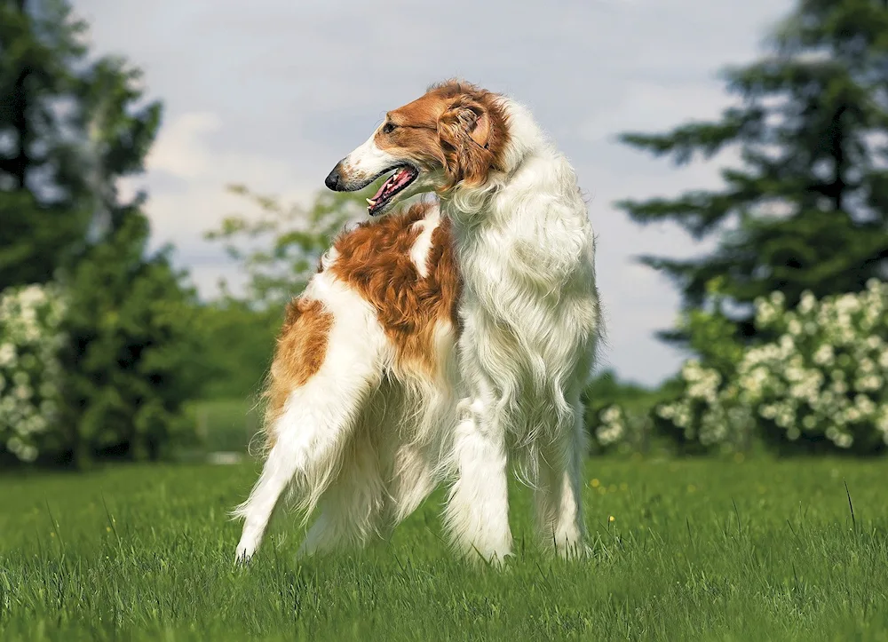 Russian hound greyhound breed