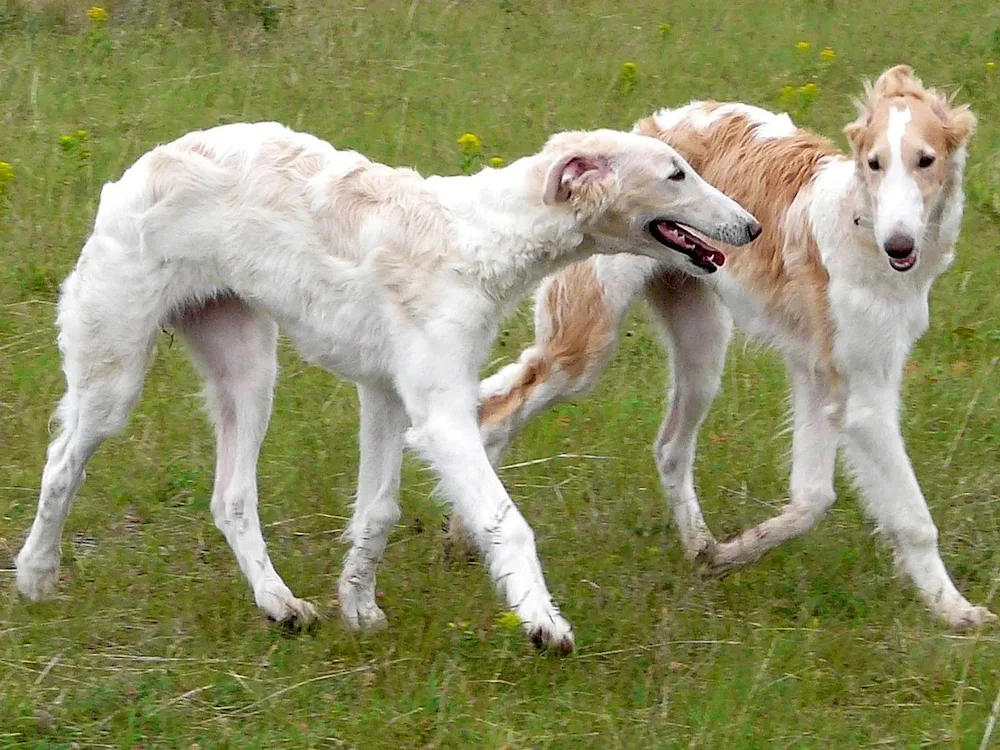 Russian Hound Greyhound