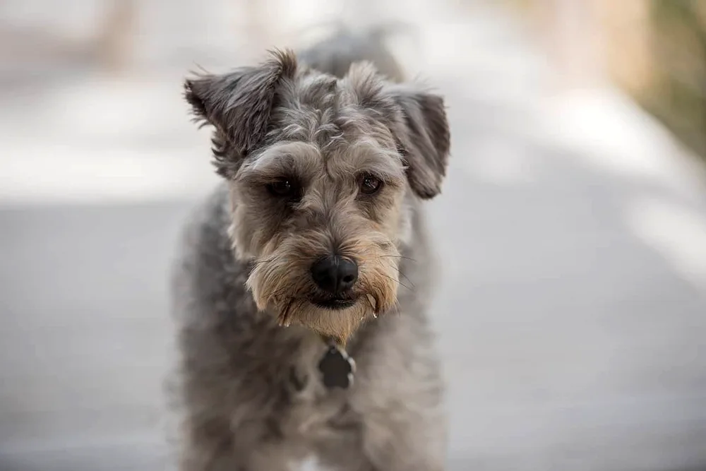 Schnauzer Terrier