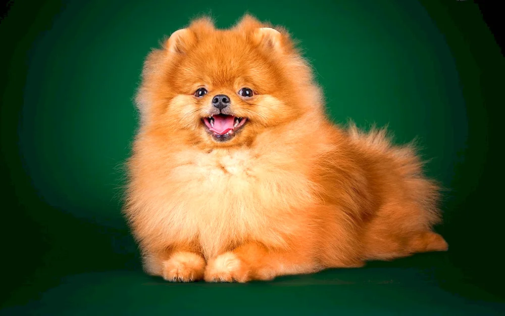 Pomeranian Spitz breed