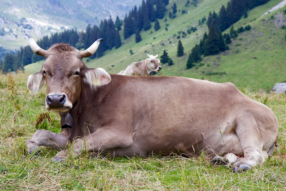 Brown Highland Cow