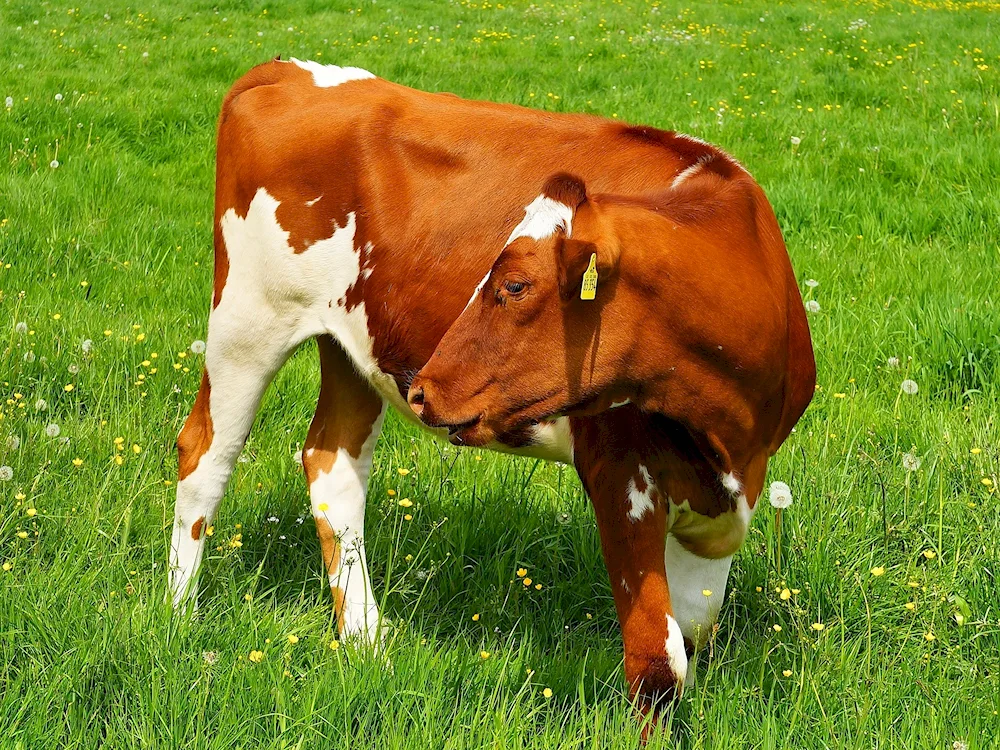 Simmental Ayrshire breed.