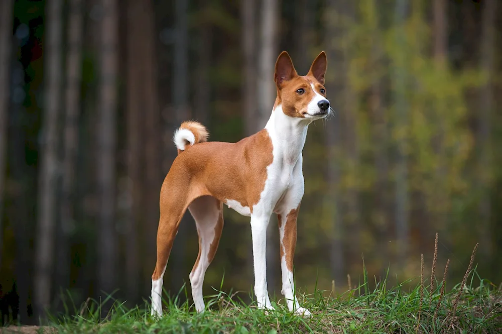 Basenji dog breed