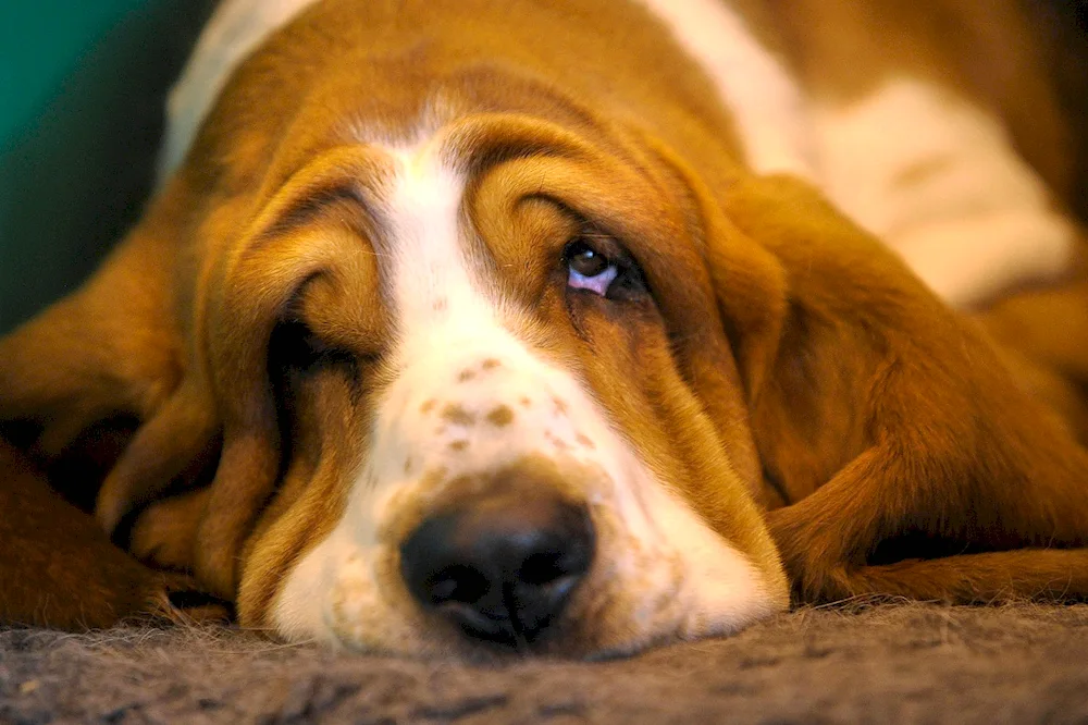 Basset hound dog breed