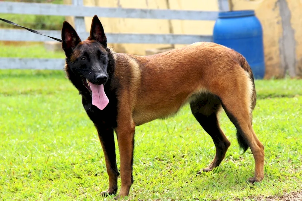 Belgian Shepherd Dog Malinois