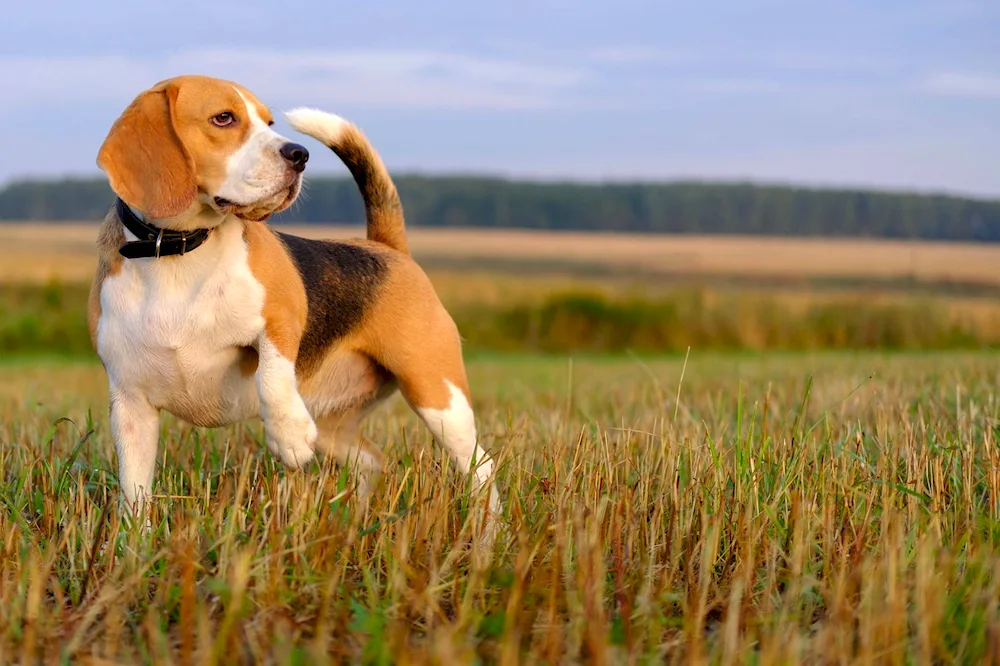 Beagle dog