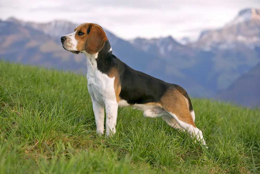 Beagle dog