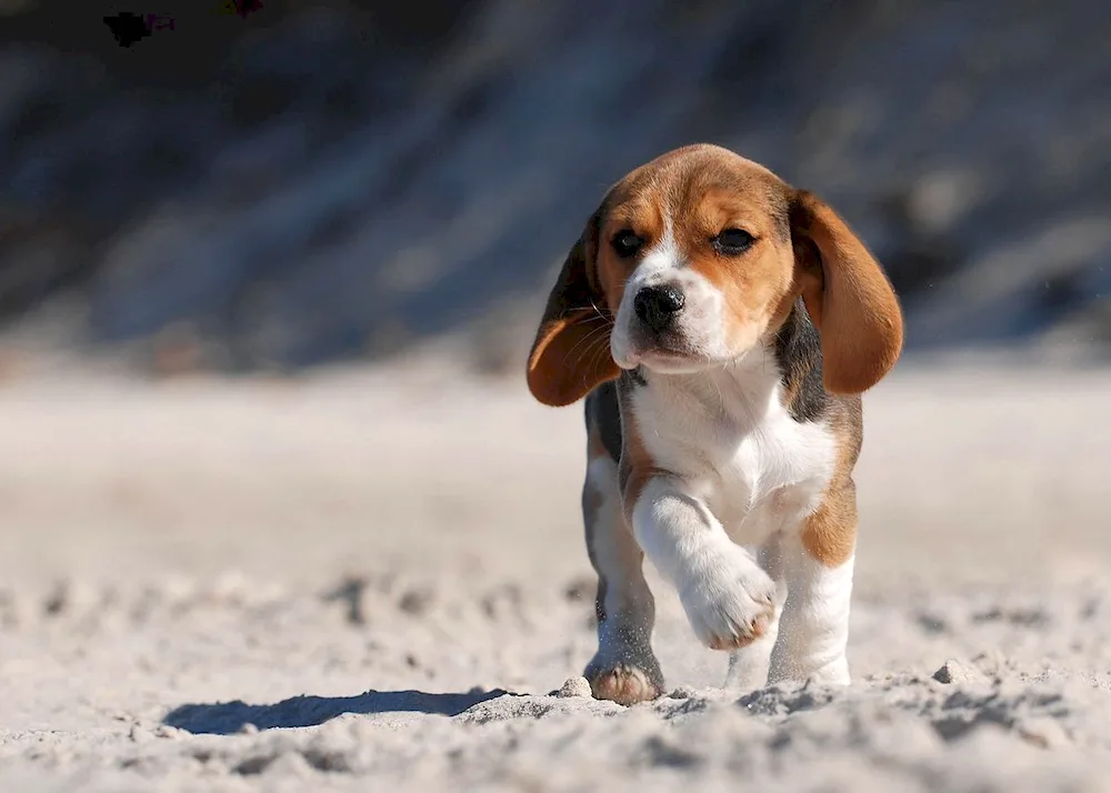 Breed of Beagle dog