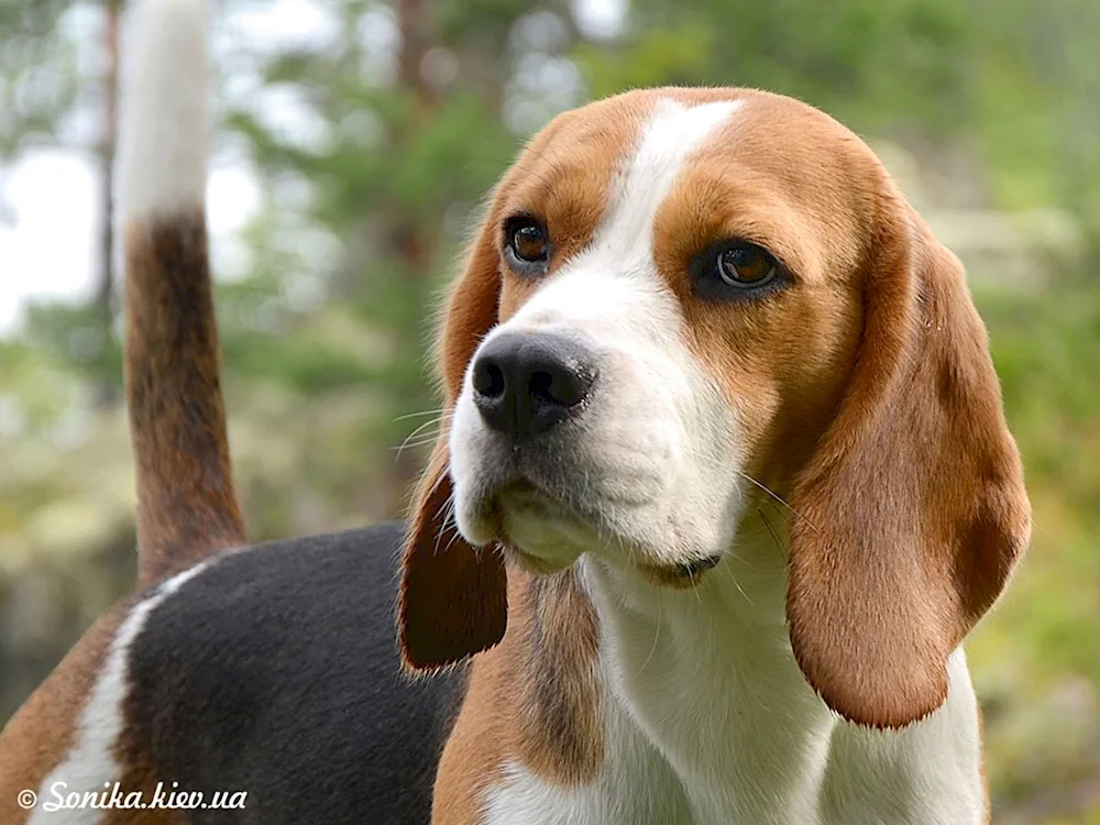 French Beagle dog