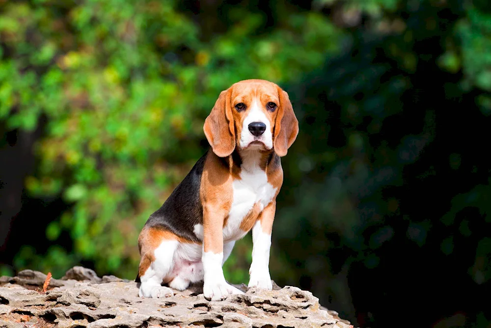 Beagle dog