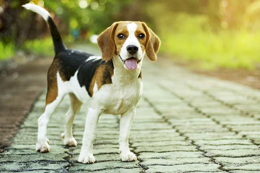 Beagle dog