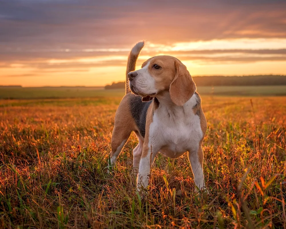 Beagle dog breed Beagle dog