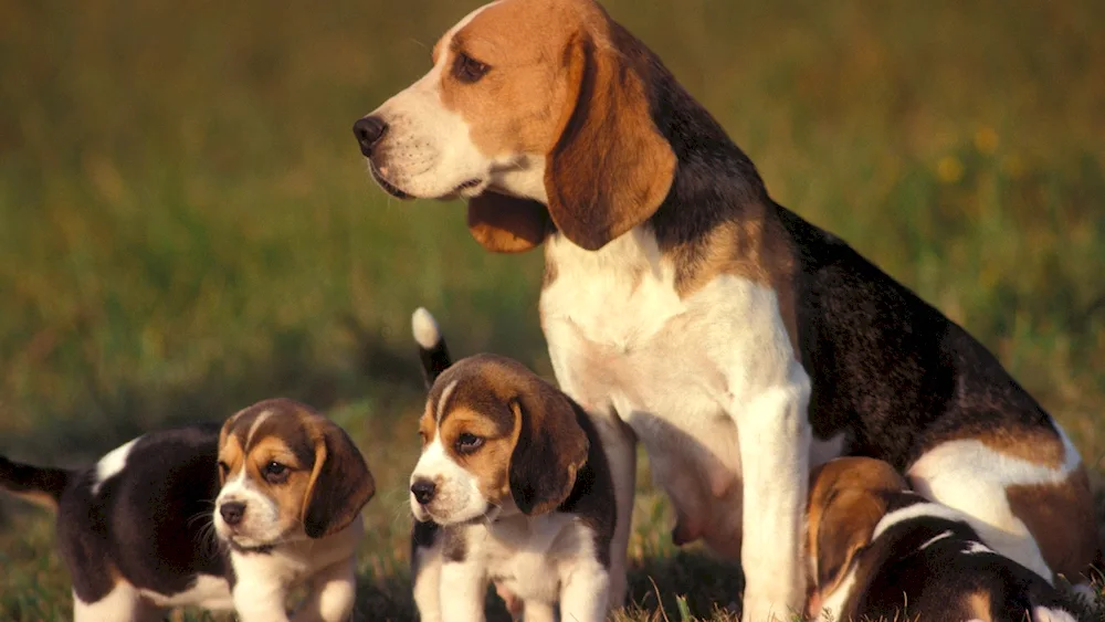 Beagle dog breed