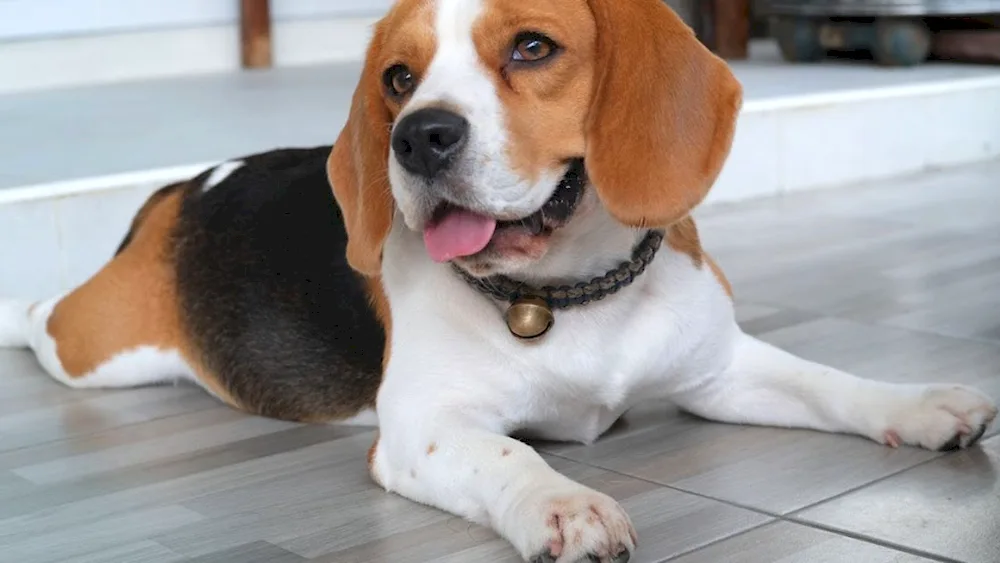 Beagle dog breed