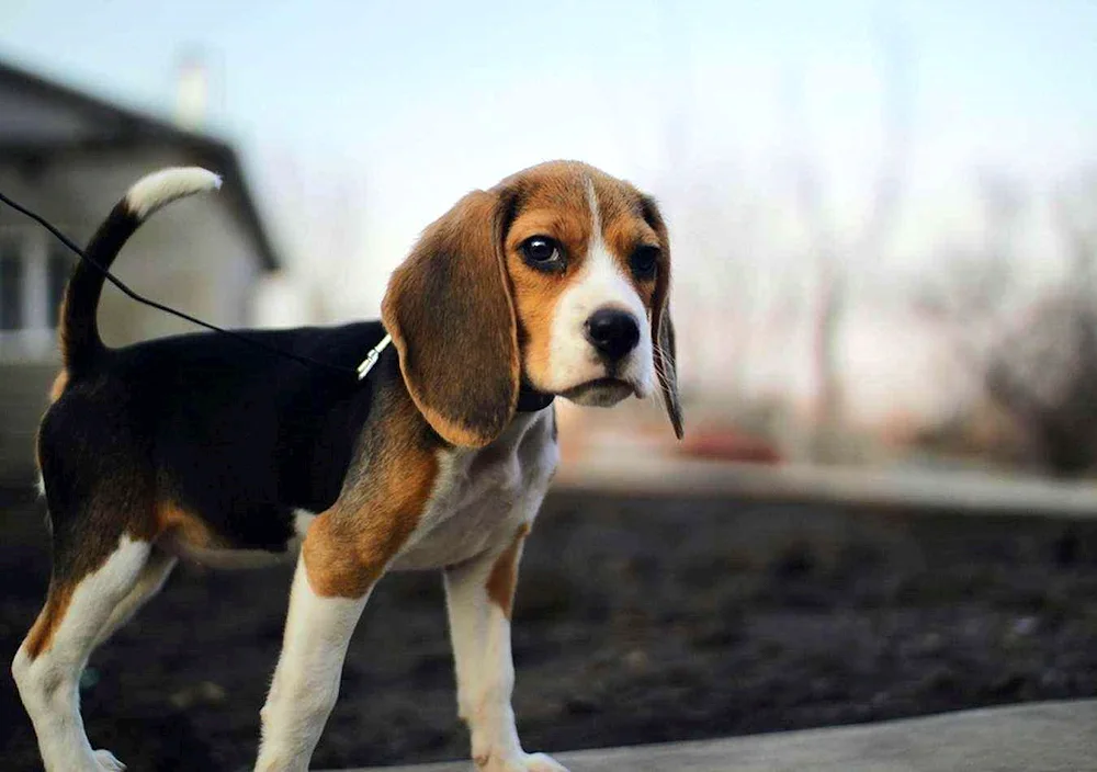 Long haired Dachshund Hound breed