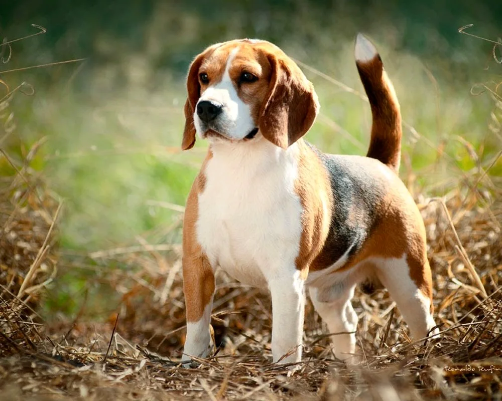 Breed of dog Beagle