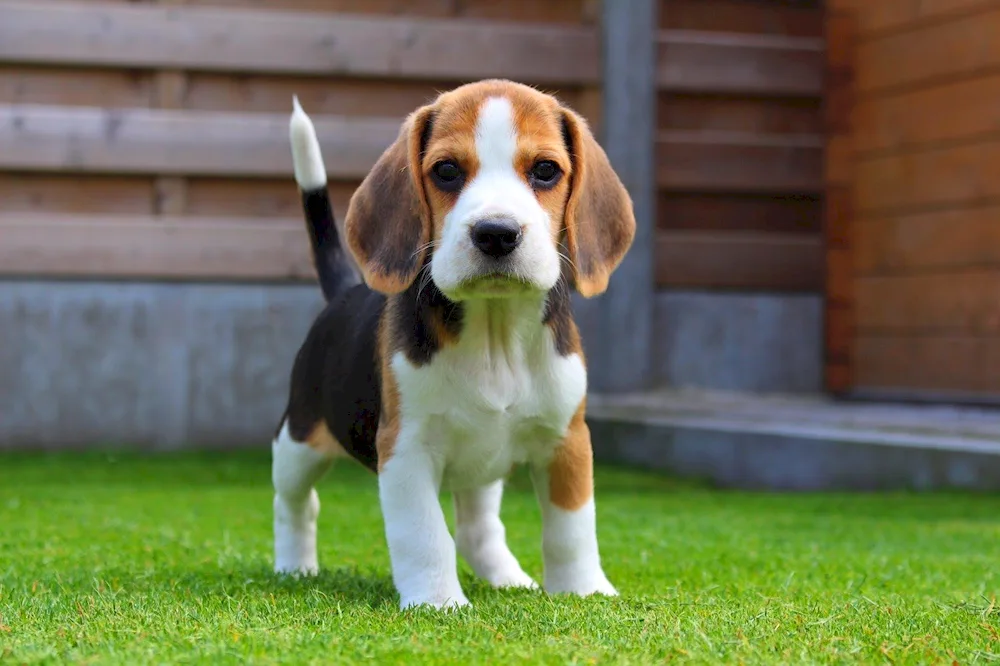 Beagle hunting dog breed