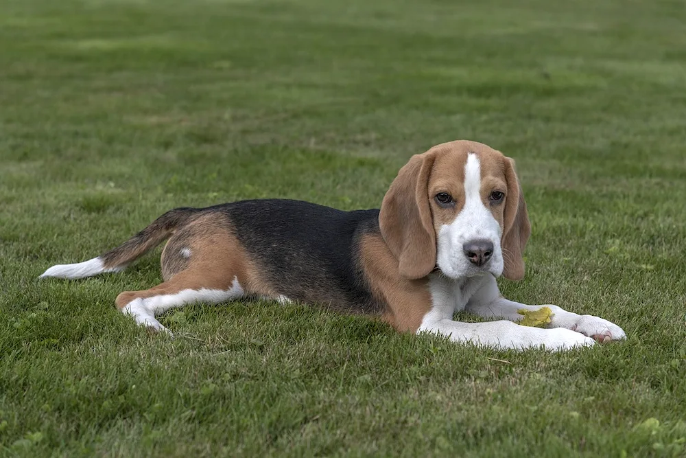 Russian Pygmy Hound