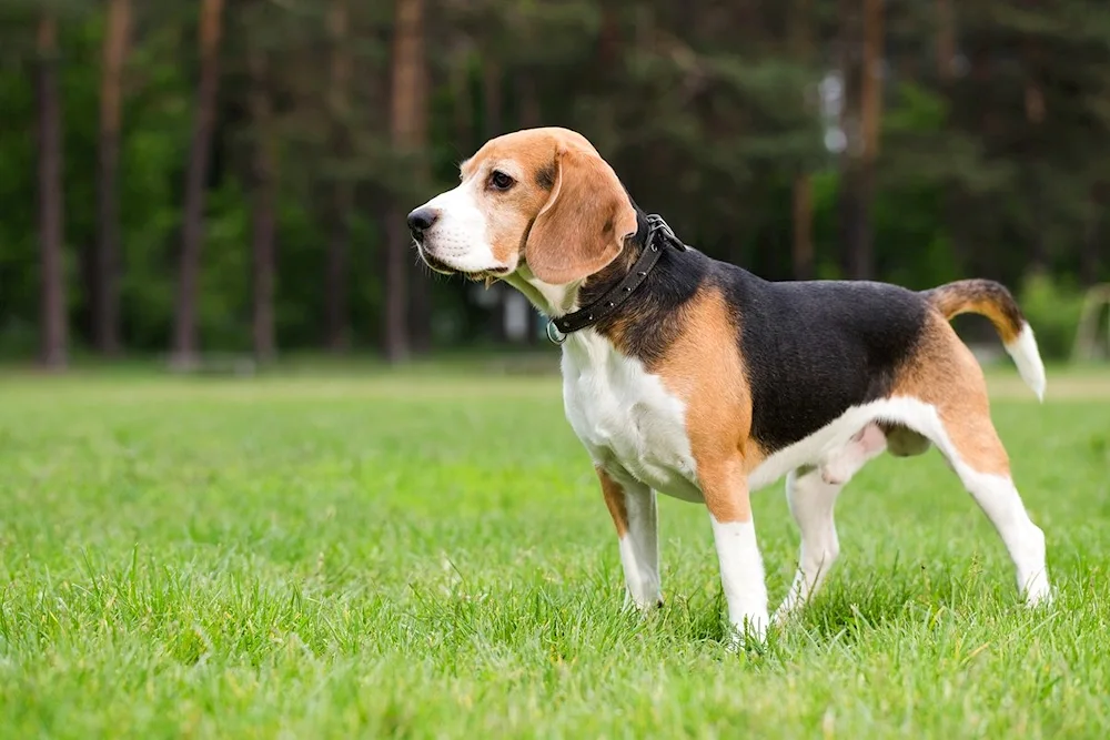 Breed of dog Beagle