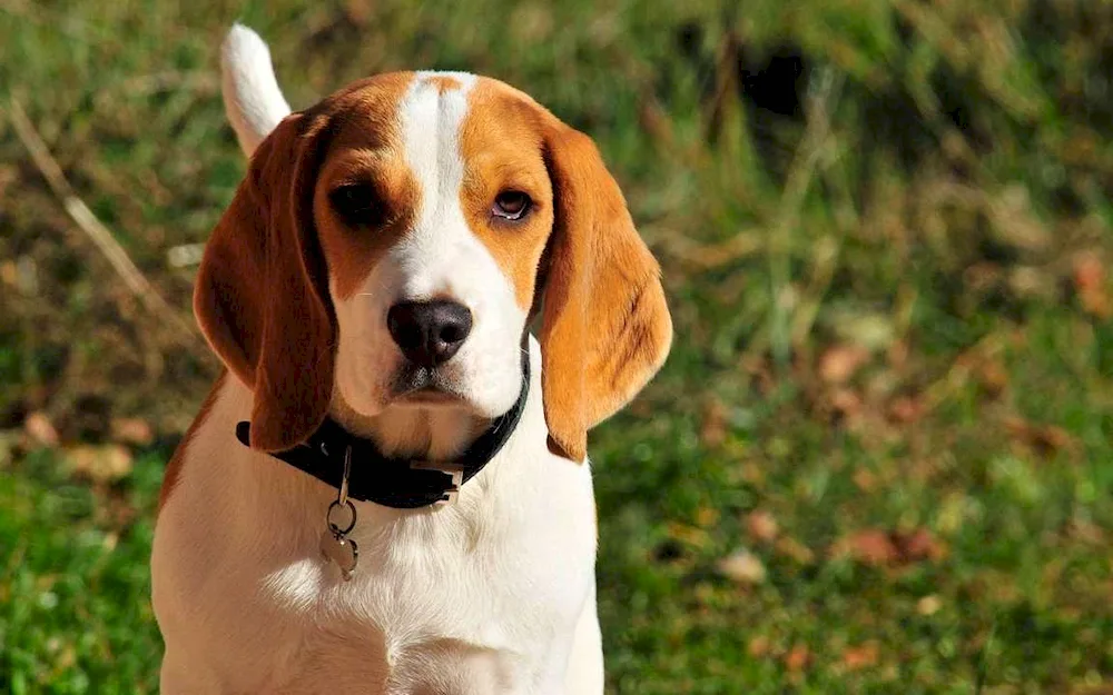 Breed of dog Beagle