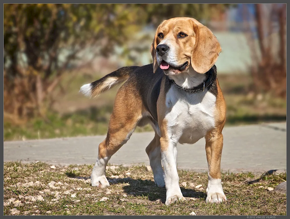 Beagle dog