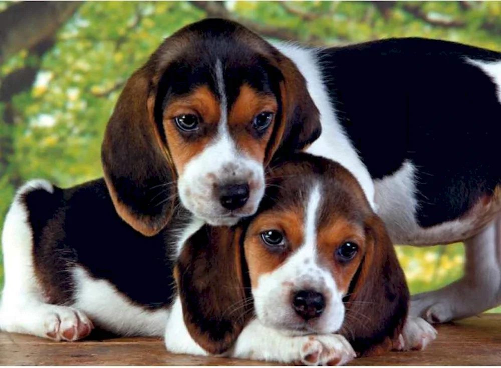 Lop-sided dogs