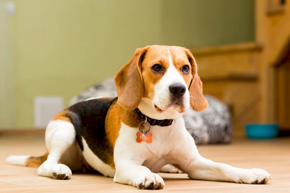 Breed of Beagle dog