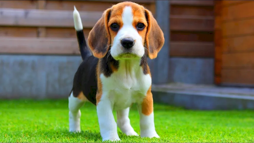 Breed of Beagle dog