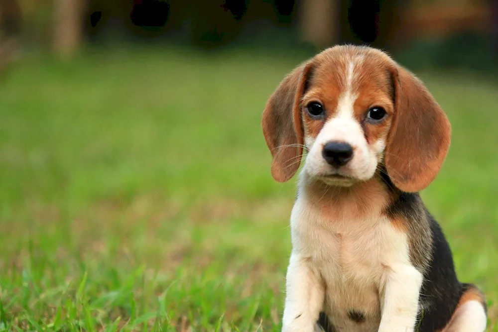 Beagle dog breed