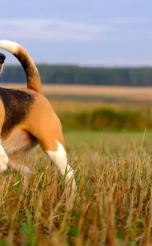 Breed of dog Beagle