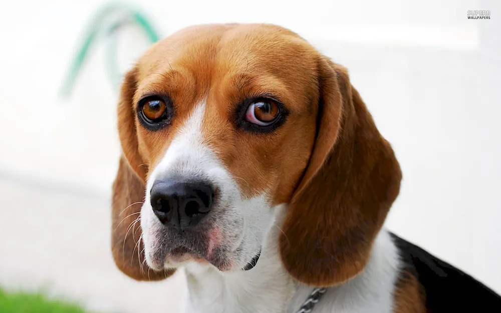 Beagle dog breed