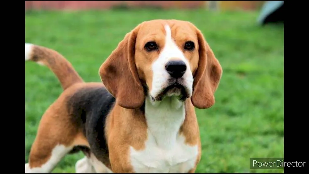 Breed of dog Beagle