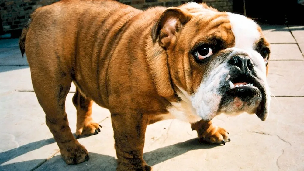 Bulldog dog breed