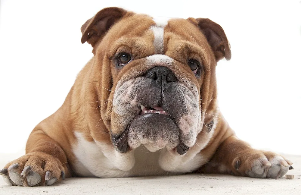 Breed of Bulldog