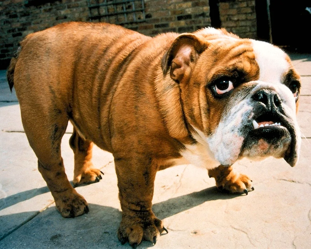 Breed of English Bulldog