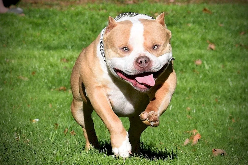 Bullie dog breed