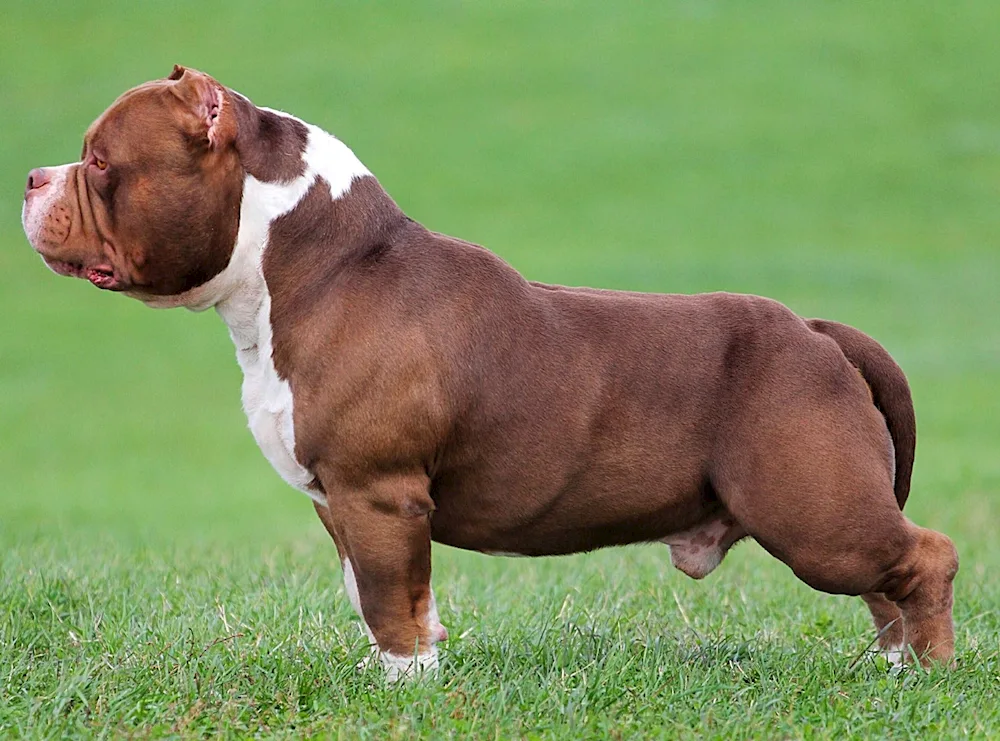 American Bulldog Bullie