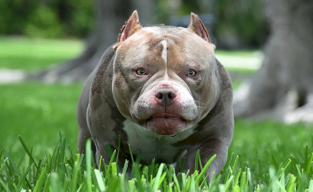 American Bullie Exotic