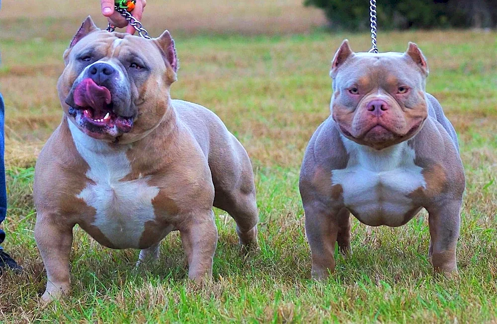 Dog American bully