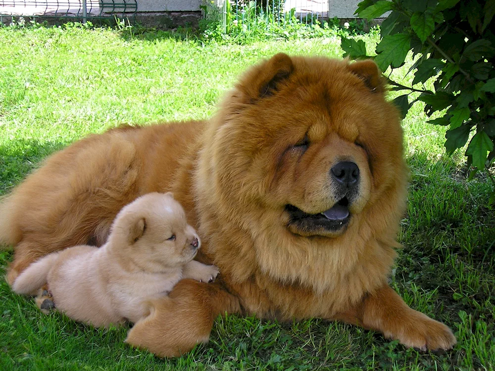 Pomeranian Spitz BOO