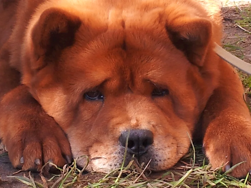 Chow Chow dog breed